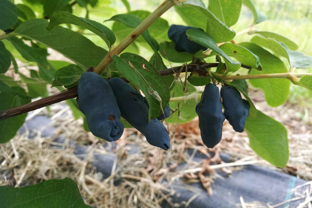 Valgomųjų sausmedžių nauda ir veislės