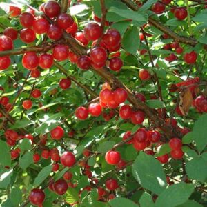 Vyšnia pūkuotoji Efimka