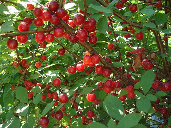 Vyšnia pūkuotoji Efimka