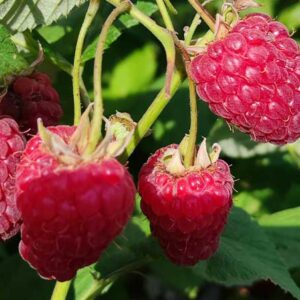 Remontantinė avietė Poemat