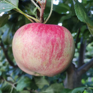 Koloninė obelis Ciepa (vasarinė)