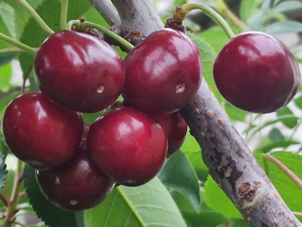 Koloninė trešnė Helene (savidulkė) - Image 2