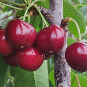 Koloninė trešnė Helene (savidulkė)