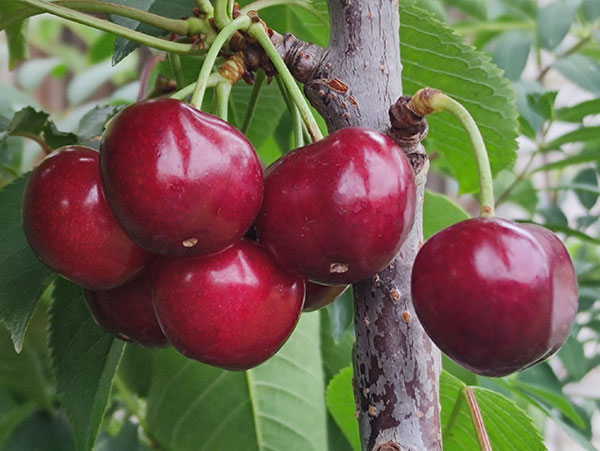 Koloninė trešnė Helene (savidulkė)